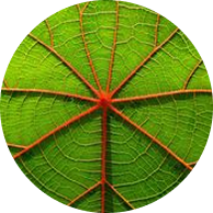 Levélerezetet ábrázoló kör ikon a családi minták jelölésére