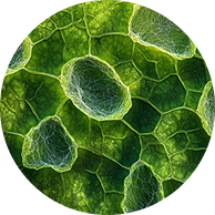 Zöld növényi mintázatot ábrázoló kör ikon a stressz jelölésére