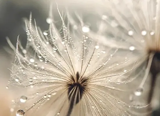 Pitypang részletfotó harmatcseppekkel, világos háttér előtt