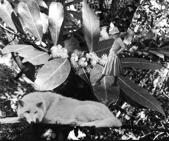 Fekete-fehér fotó egy fekvő állatról, amely növények levelei között látható.