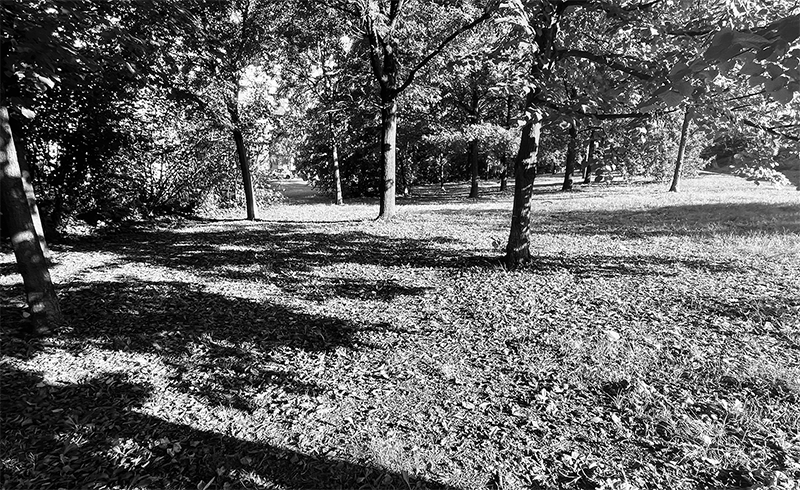 Fekete-fehér fotó parkos környezetről fákkal és árnyékos területekkel.